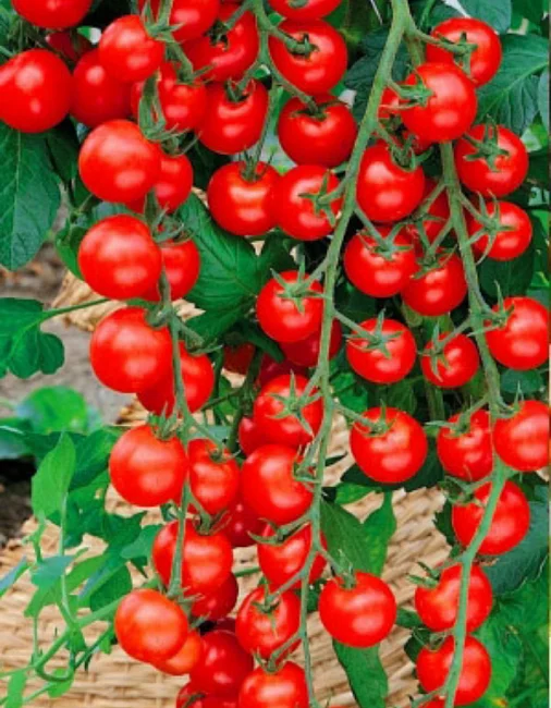 Гартен Фройде