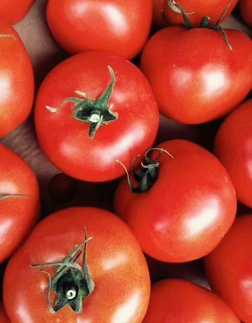 Заветы Ильича