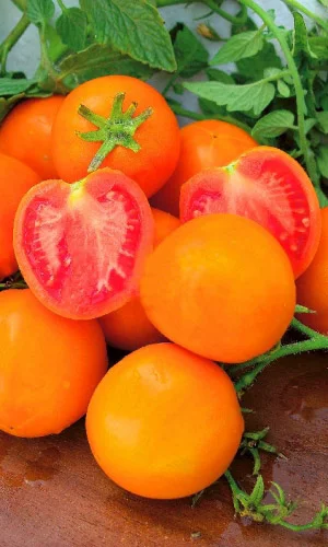 Златава-кистевого типа