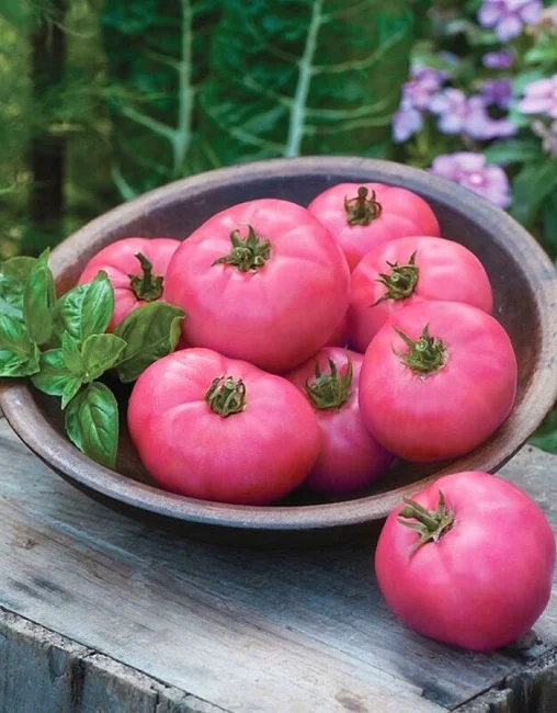 Знатный толстяк