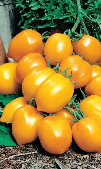 Испанский золотой