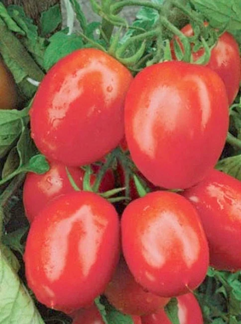 Испанский красный