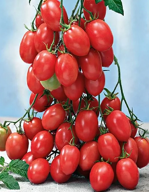 Испанский розовый