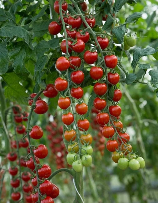 Конфетное дерево