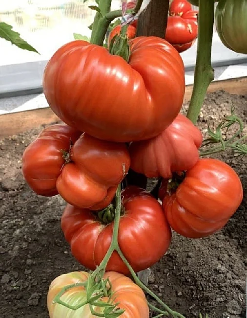 Минусинский улучшенный отбор