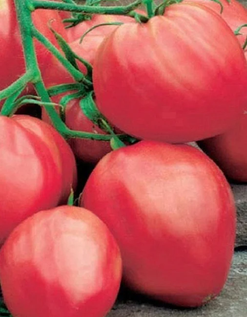 Мишка Косолапый малиновый