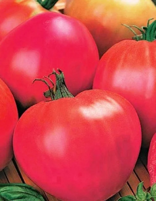 Мишка Косолапый розовый