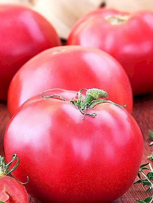 Мясистый сахаристый