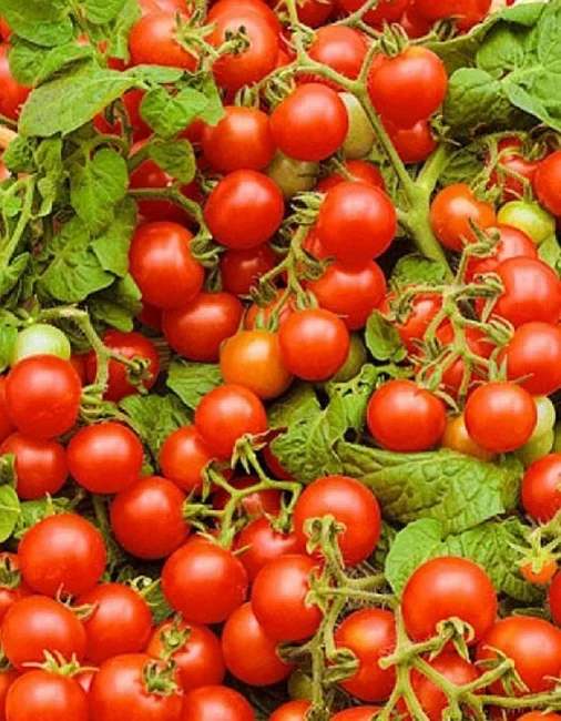 Непасынкующийся