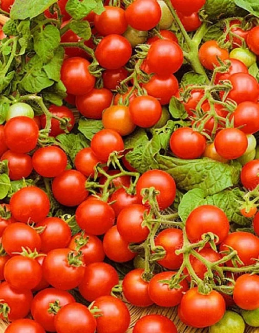 Непасынкующийся Вишневовидный