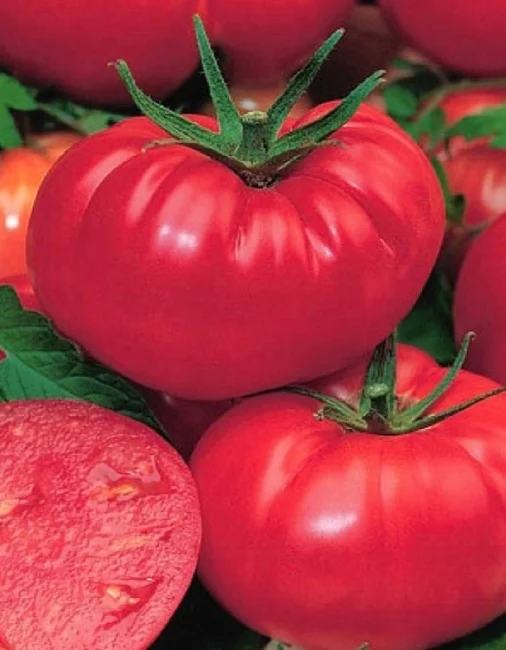 Непасынкующийся Гигант