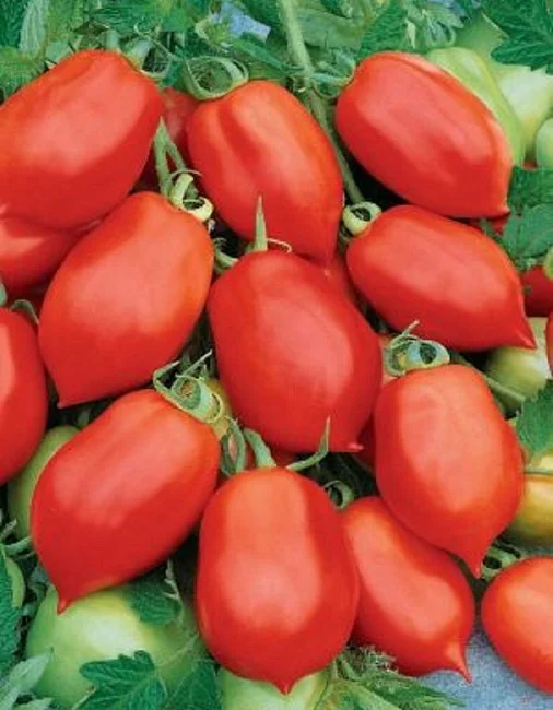 Непасынкующийся Консервный