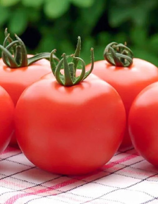 Непасынкующийся Крупноплодный