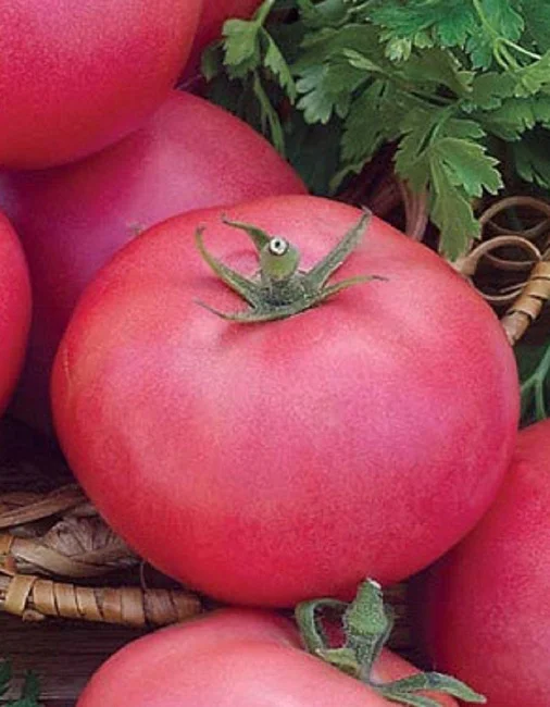 Непасынкующийся Малиновый