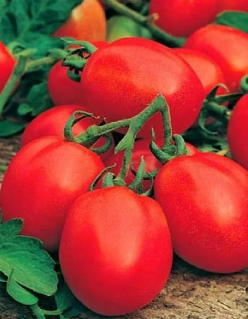 Непасынкующийся Овальный