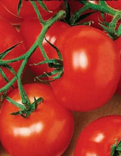 Непасынкующийся Округлый