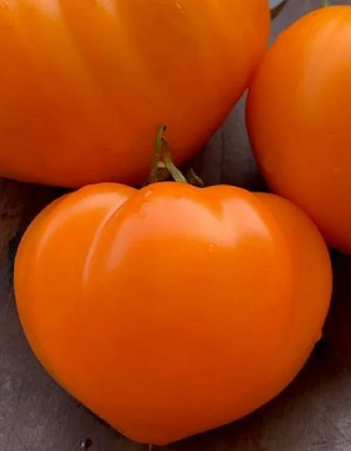 Непасынкующийся Оранжевый с носиком