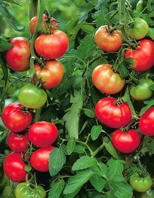 Непасынкующийся смесь окрасок