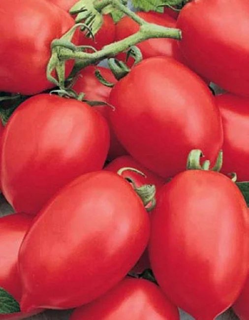 Ни забот, ни хлопот