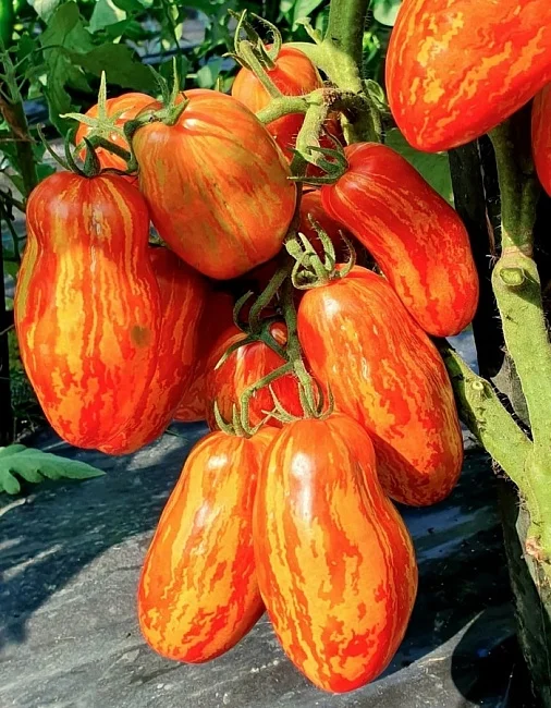 Новый Кенигсберг полосатый