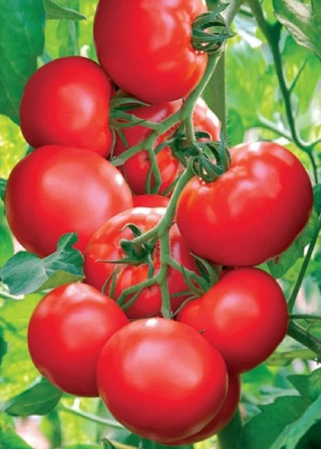 Ранний Холодостойкий