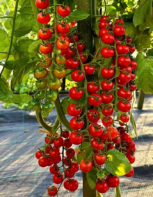 Рапунцель косы рубиновые