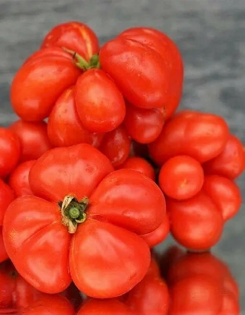 Ромашковидный-коллекционный