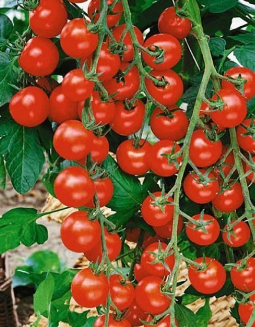 Русский Деликатес - черри