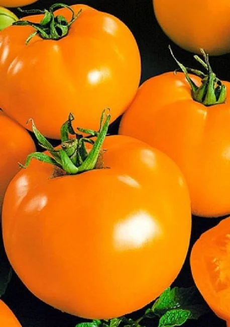 Санька золотой