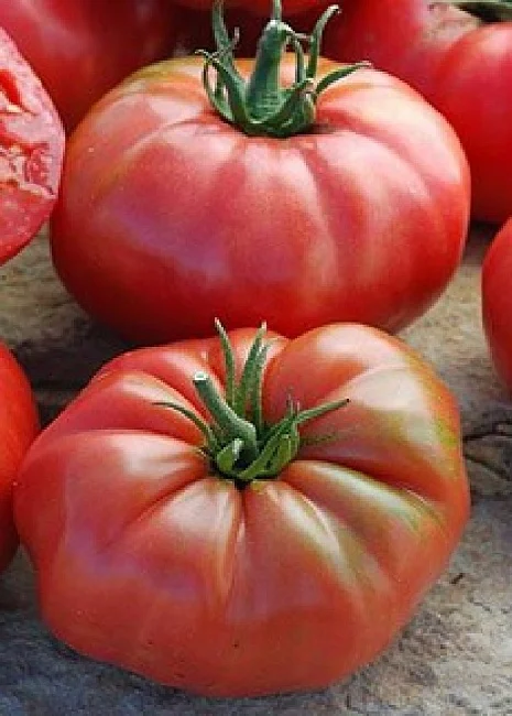 Сахарный гигант