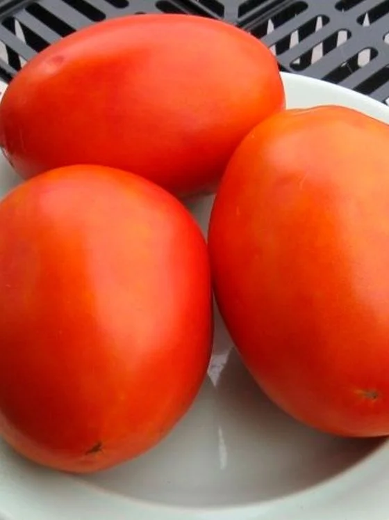 Миниатюра изображения сорта Сахарный гигант