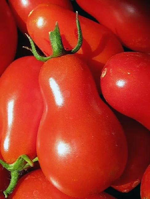 Сибирская груша красная