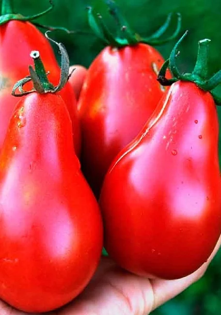 Сибирская груша розовая