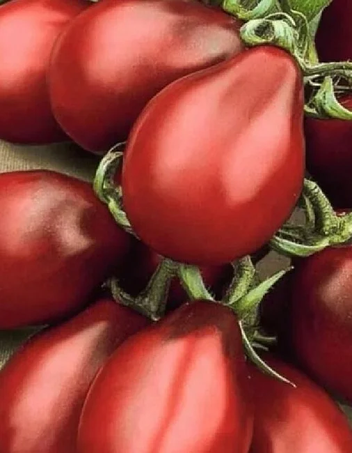 Сибирская груша черная