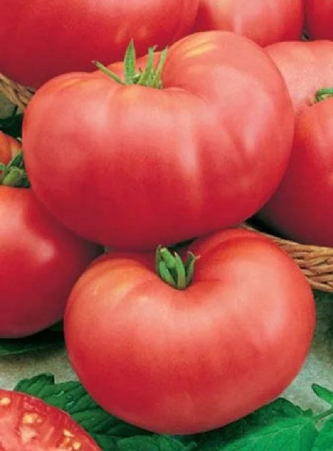 Сибирский тяжеловес