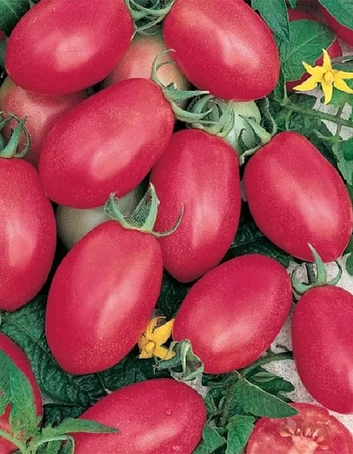 Слива розовая