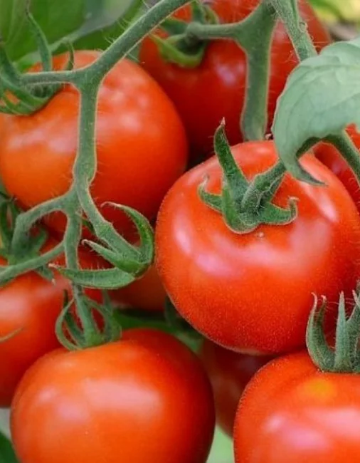 Соседская зависть