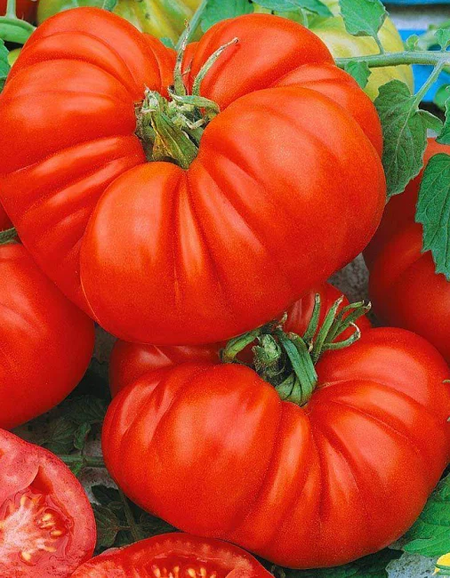 Супергигант Брутус