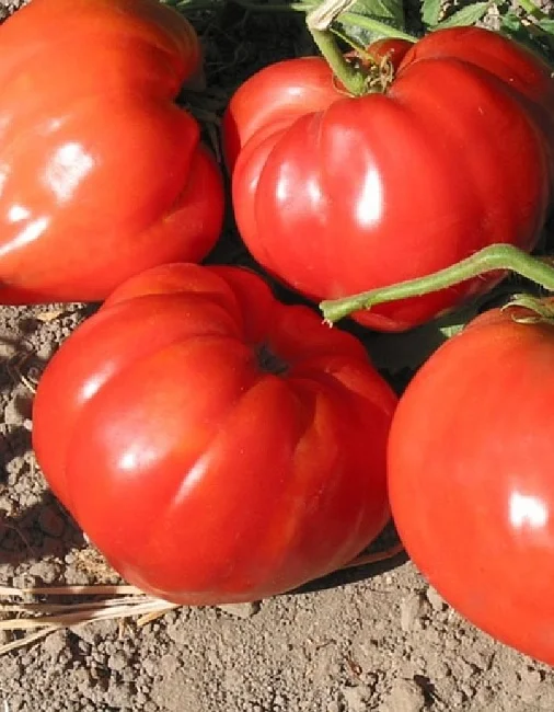 Уральский Гигант Красный