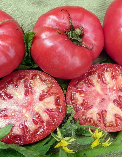 Уральский Гигант Розовый