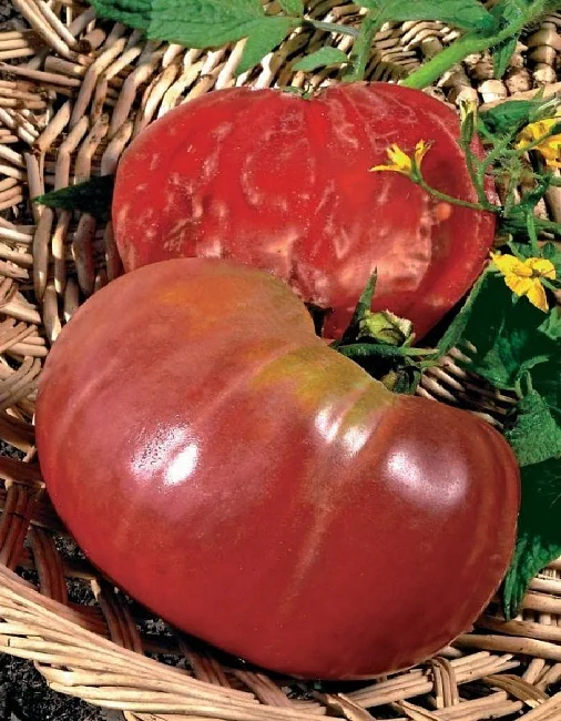 Чудо на рекорд