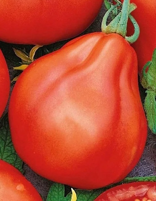 Японский Трюфель