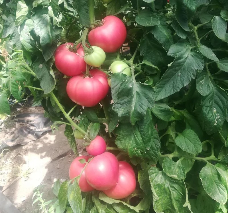 Бифселлер розовый