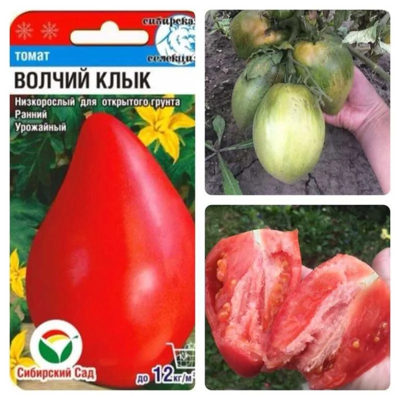 Волчий клык