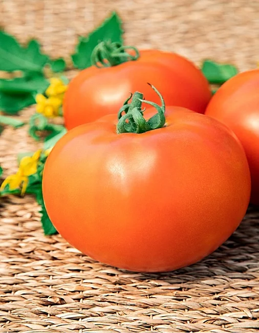 Миниатюра изображения сорта Бобкат 