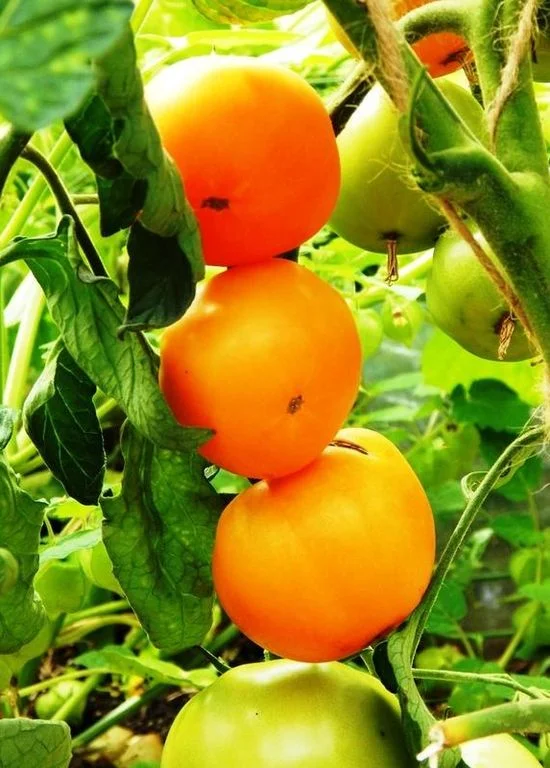 Диетический здоровяк