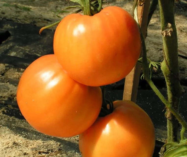 Доброе сердце