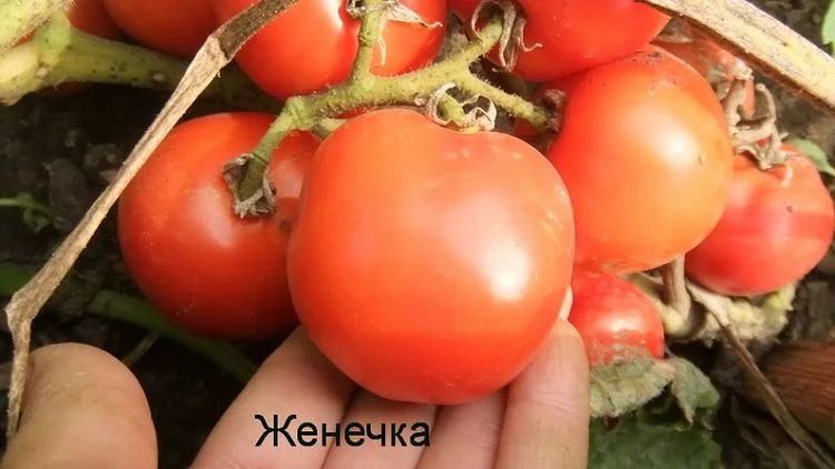 Женечка
