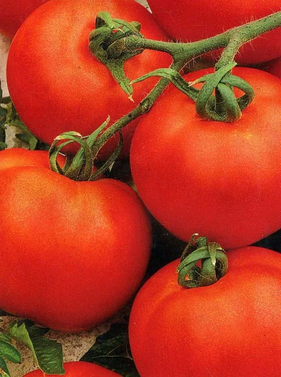 Загадка розовая