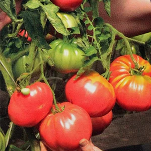 Зимаревский великан